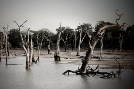 Gray Scale Photo Of Trees photo