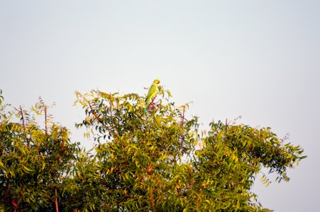 Green And Red Beaked Bird On Green Leaf Tree