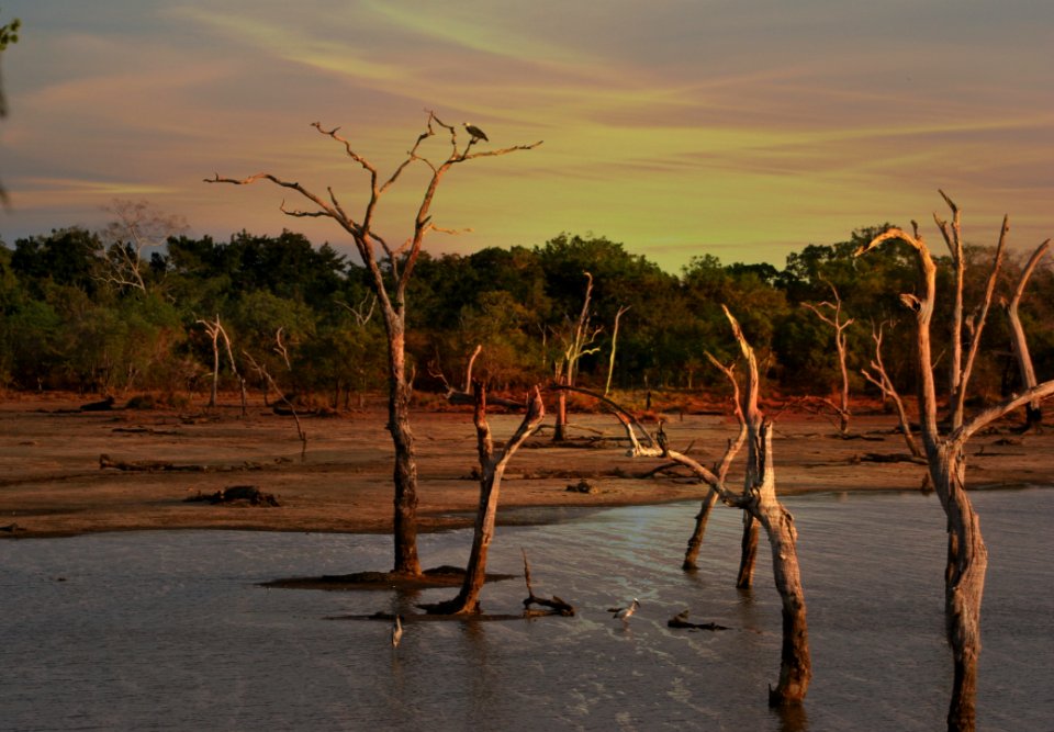 Bare Trees During Golden Hour