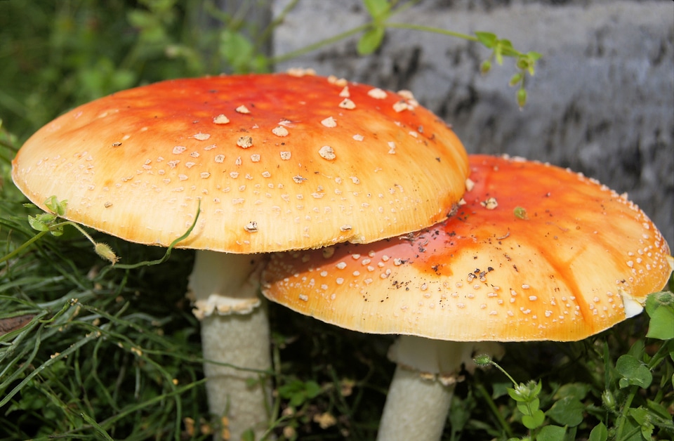 Natural fungus fungi photo
