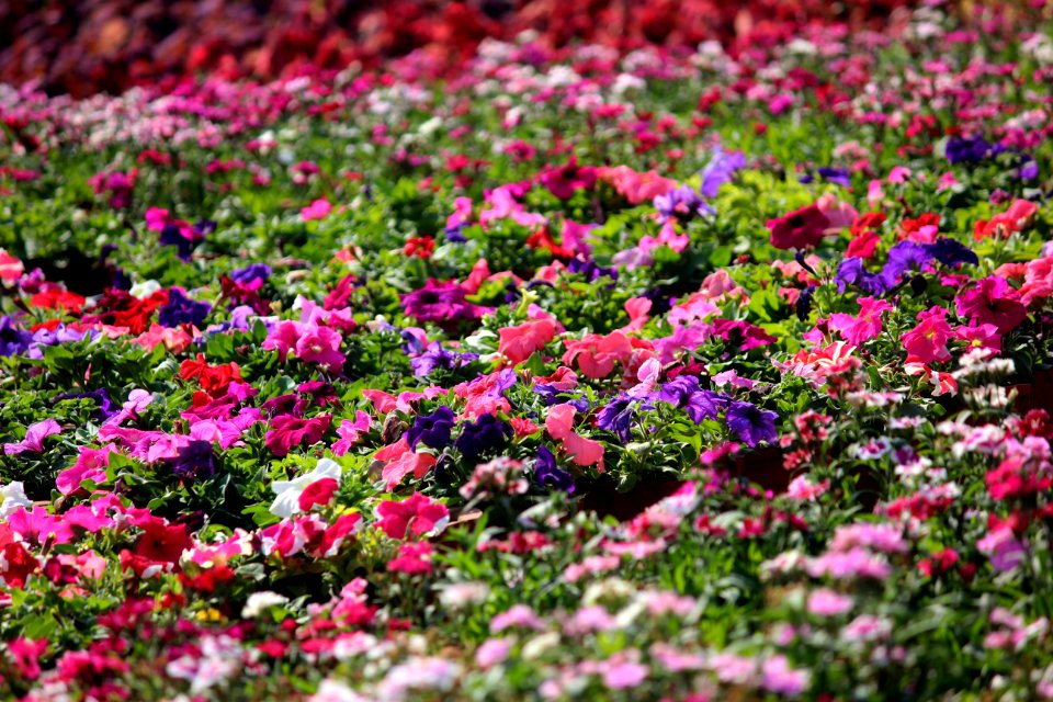 Pink Purple And White Impatiens Plant Field