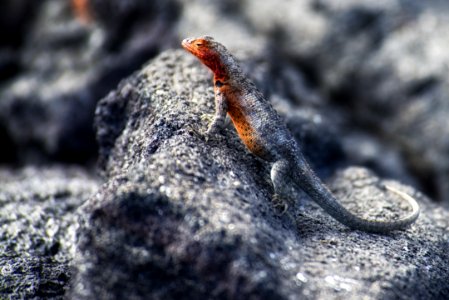 Black Lizard On Stone photo