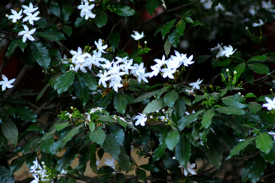 Closeup Photo Of White Petaled Flowers
