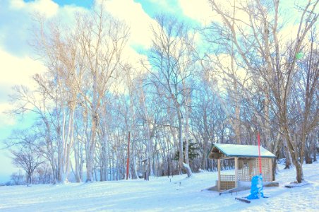 Snow Field Near In Forest