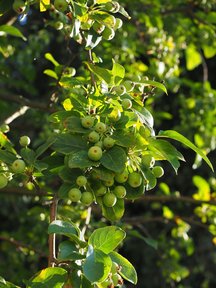 Wild apple tree fruits green
