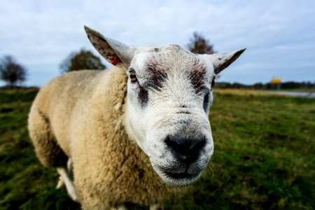 Close Up Photography Of White Sheep photo
