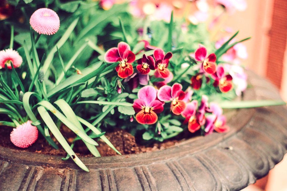 Tilt Lens Photography Of Red Orchid On Pot