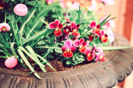 Tilt Lens Photography Of Red Orchid On Pot