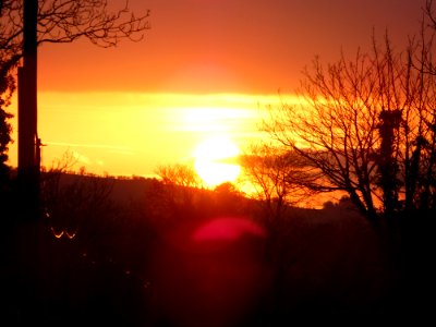 Withered Trees At Dawn