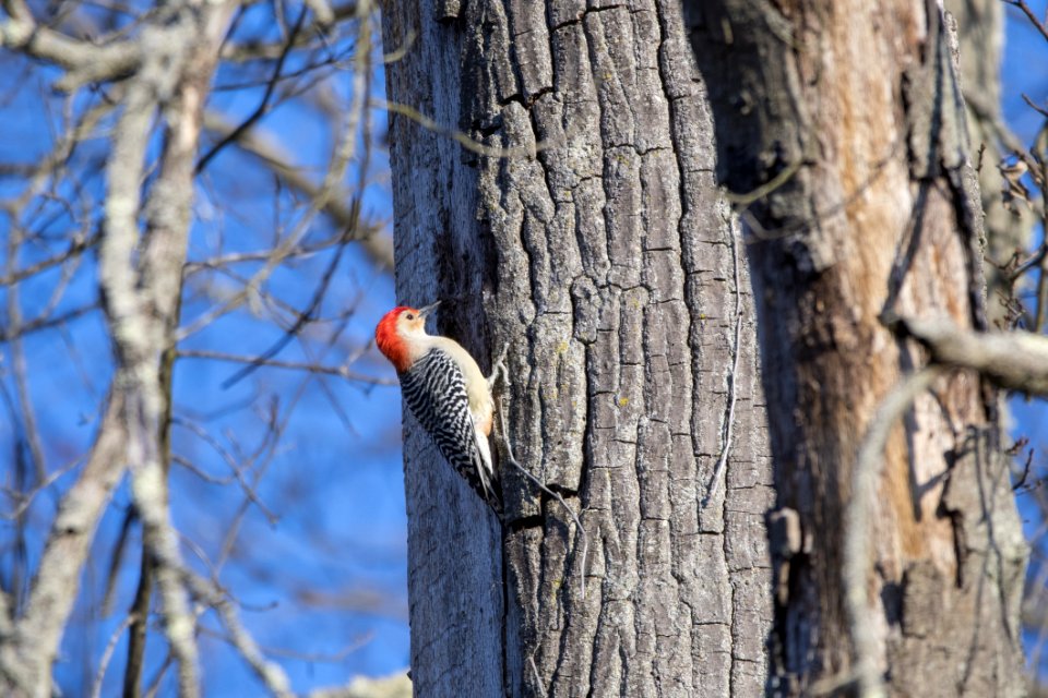 Gray And Red Woodpecker