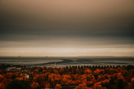 Overview Photo Of Maple Trees