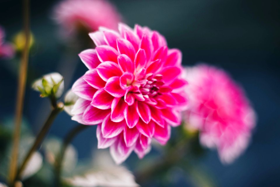Shallow Focus Photography Of Pink Flowers