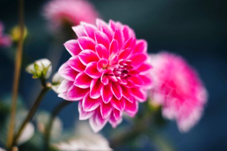 Shallow Focus Photography Of Pink Flowers photo