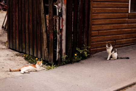 Two Orange And Brown Tabby Cats On Gray Concrete Pavement photo