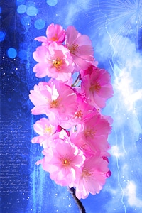 Flowers pink greeting card photo
