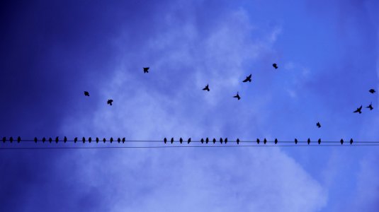 Silhouette Photography Of Birds In Flight And Perched On Electricity Line photo