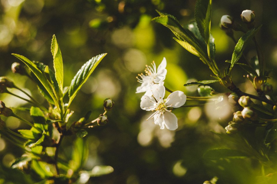 Selective Focus Photography Of White Petaled Flower