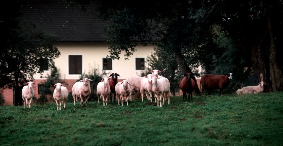 White And Brown Lambs On Green Grasses photo