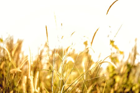 Blurred Background Close-up