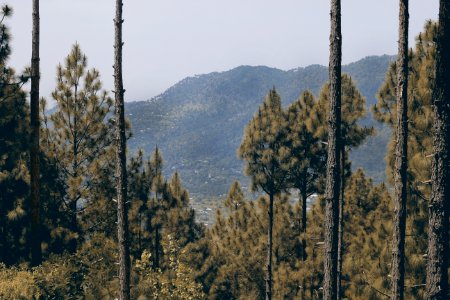 Trees On Mountain photo