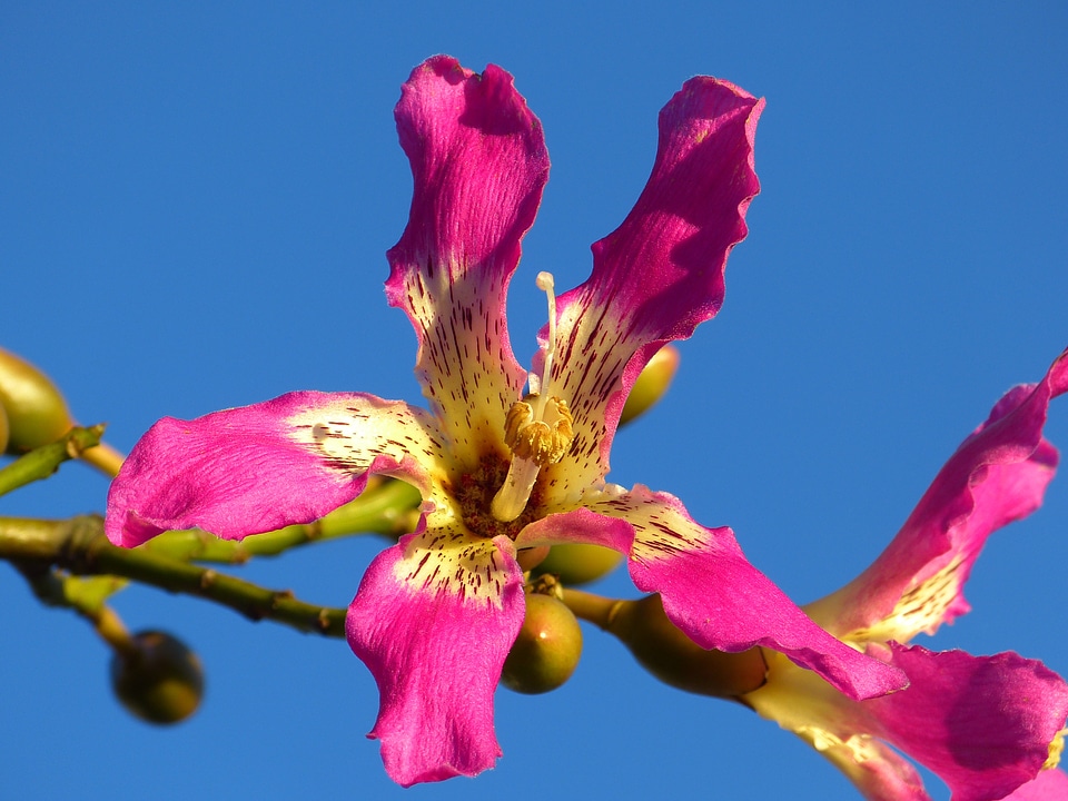 Blossom bloom pink