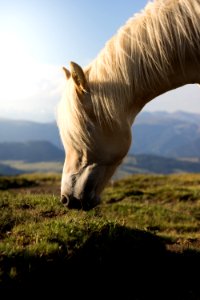 Selective Focus Photo Of White Horse photo