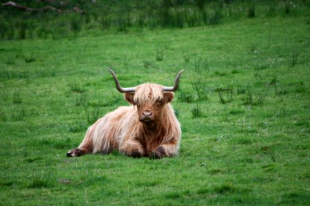 Brown And White Highland Cattle