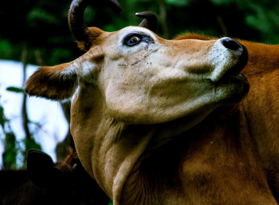 Brown Cow photo