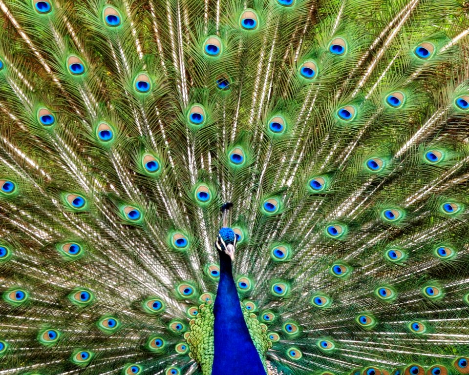 Blue And Green Peacock