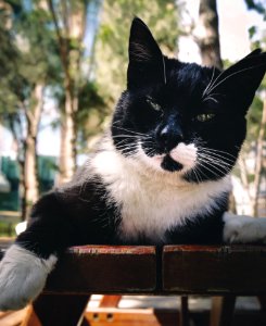 Short-fur Black And White Cat photo