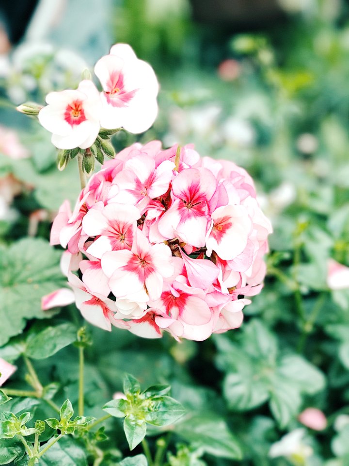 Beautiful Flowers Bloom
