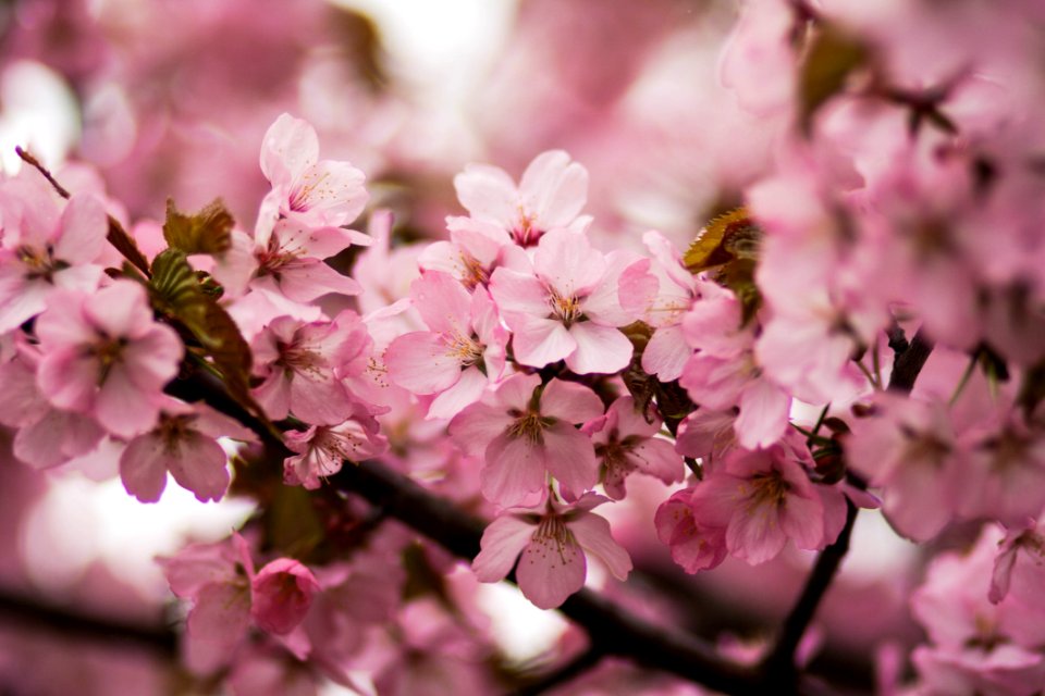 Pink Cherry Blossoms