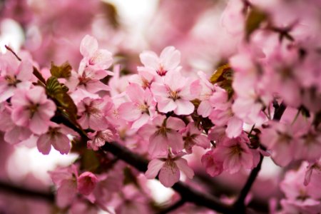 Pink Cherry Blossoms photo