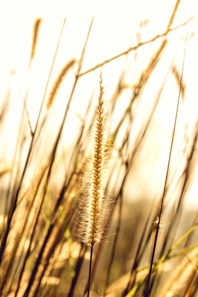Photo Of Brown Plant
