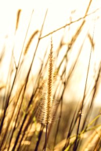 Photo Of Brown Plant photo