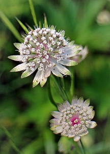 Starflower umbelliferae grassland plants