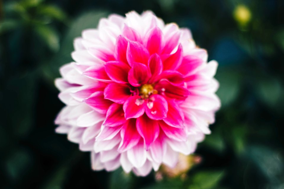 Macro Photography Of Pink And White Carnation Flower