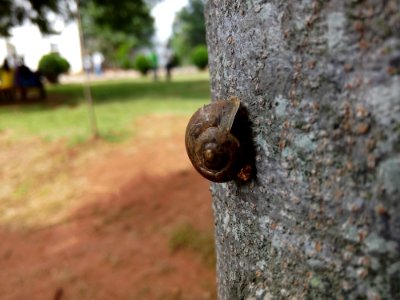 Shallow Focus Photography Of Brown Snail On Tree Trunk photo