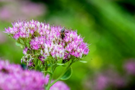 Purple Flowers photo