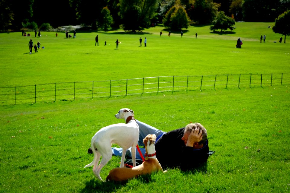 White And Brown Dogs On Green Meadows