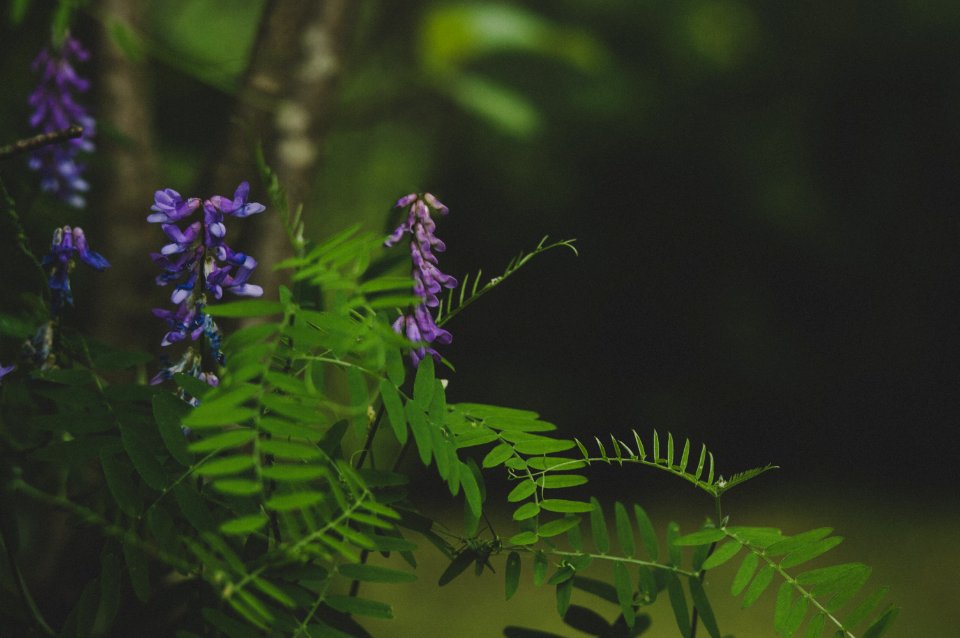 Green And Purple Leafed Plant