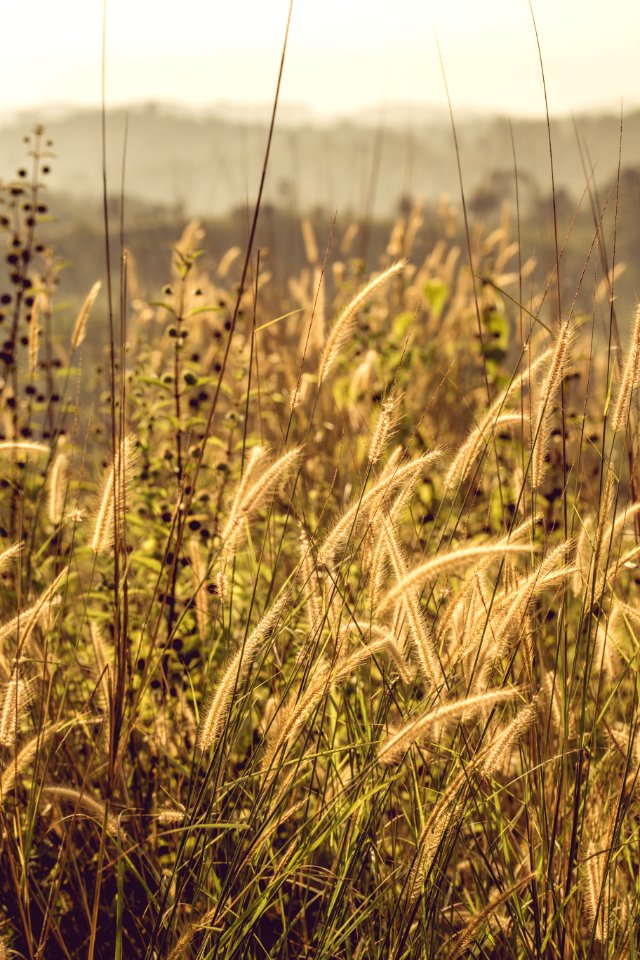 Tilt Shift Photo Of Grass Fields