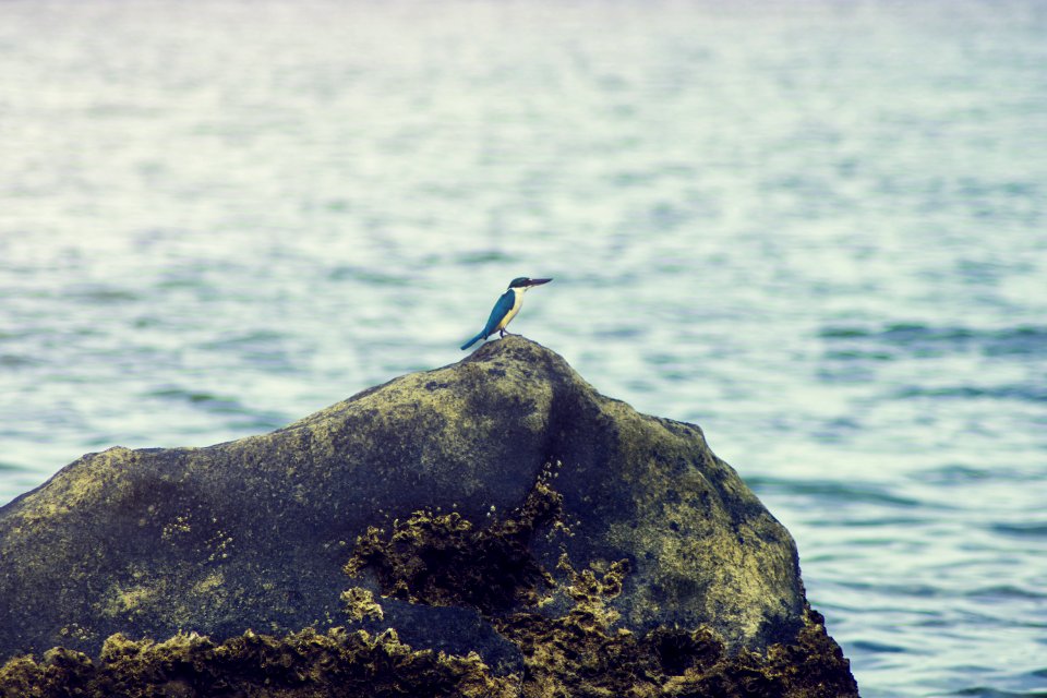 King Fisher On The Rock Near Body Of Water