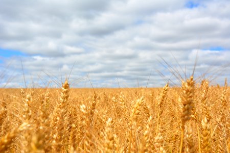 Wheat Field Under Blue Cloudy Sky photo