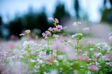 White And Pink Petaled Flowers photo