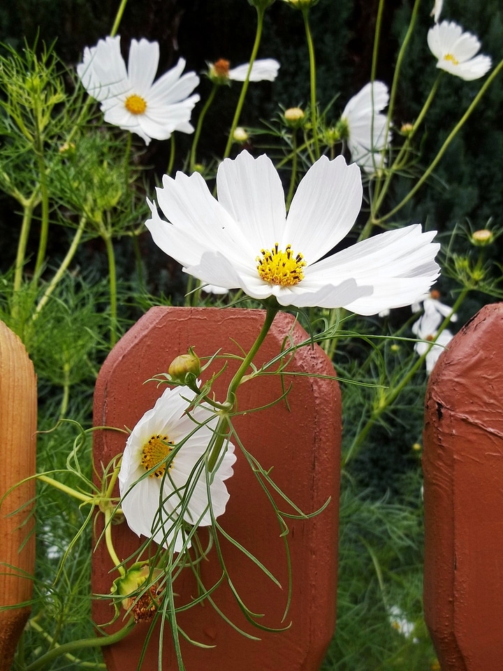 Plant nature summer