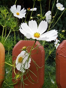 Plant nature summer