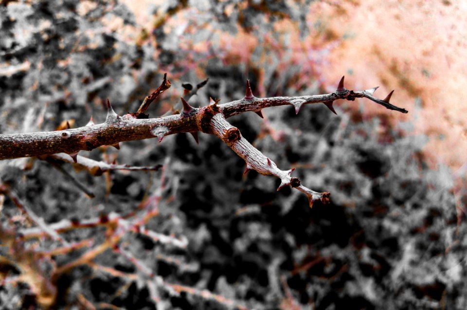 Brown Thorny Tree Branch photo