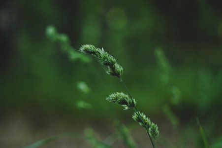 Close-up Photo Of Green Leaf Plant photo