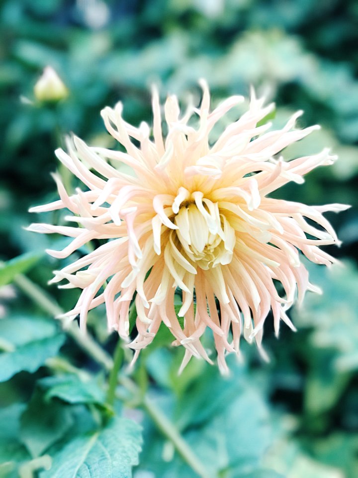 White Spider Mum Flower